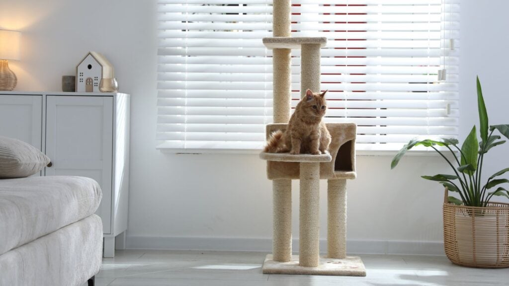 Adapta tu vivienda en Barcelona con suelos resistentes a arañazos, comederos integrados y zonas de lavado. Ideas de lujo pet-friendly con Reformas Guimerà.