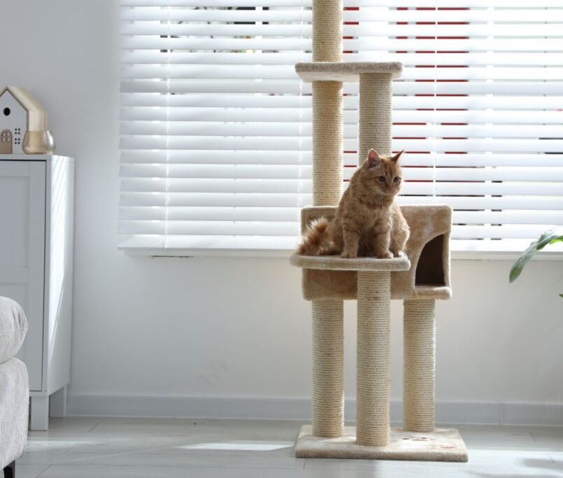 Adapta tu vivienda en Barcelona con suelos resistentes a arañazos, comederos integrados y zonas de lavado. Ideas de lujo pet-friendly con Reformas Guimerà.